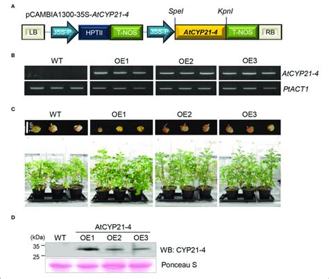 Expression Of Atcyp21 4 In Transgenic Potato Plants A Linear Download Scientific Diagram