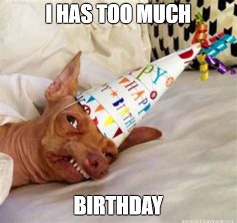 101 Funny Happy Birthday Dog Memes For Paw Lovers Everywhere