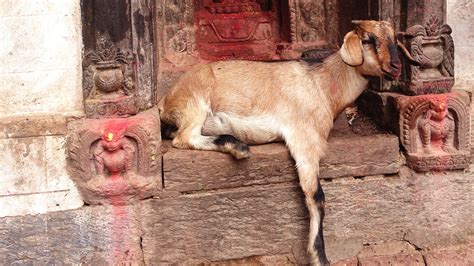 Holy Goats Theyre Kind Of A Big Deal In One Nepali Town Goats And