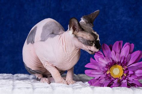 80 Sphinx Sphynx Hairless Cat Full Length Studio Shot Stock Photos