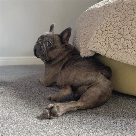 Blue Brindle French Bulldogs Are Rare, Expensive and Highly Sought ...