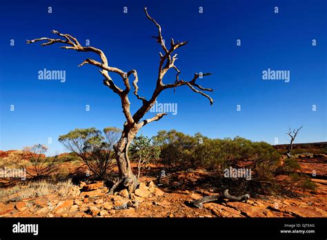 Ghost Eucalyptus Kings Canyon Plateau Stock Photo Alamy