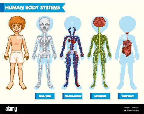 Ilustración Científica Y Médica De Los Sistemas Del Cuerpo Humano Ilustración Imagen Vector De