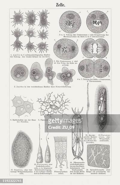 52 Entamoeba Histolytica Drawing High Res Illustrations Getty Images