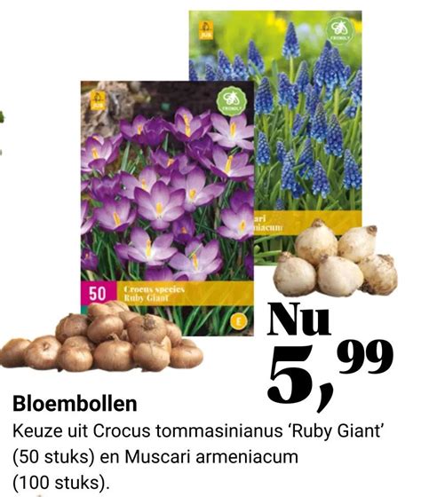 Bloembollen Aanbieding Bij Tuincentrum Osdorp