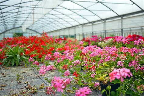 How to Grow Geraniums in Containers