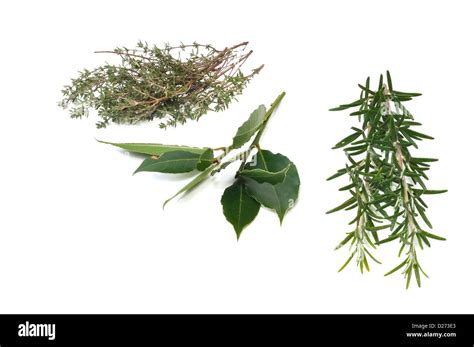 Bay Leaves And Fresh Thyme At Howard Shaw Blog