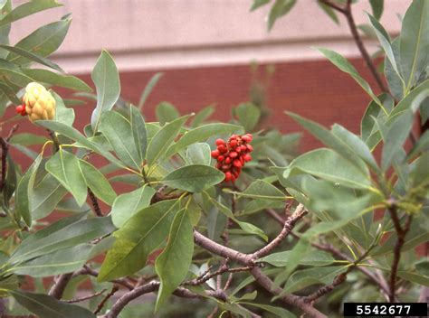 Arkansas Tree Database - Sweetbay Magnolia