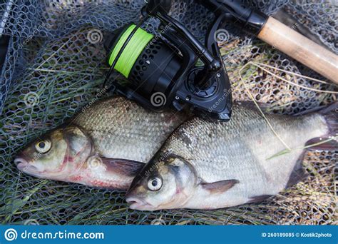 Two Big Freshwater Common Bream Commonly Known As Abramis Brama And