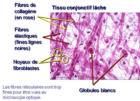 Généralités sur l histologie Cours de biologie sur eBiologie fr