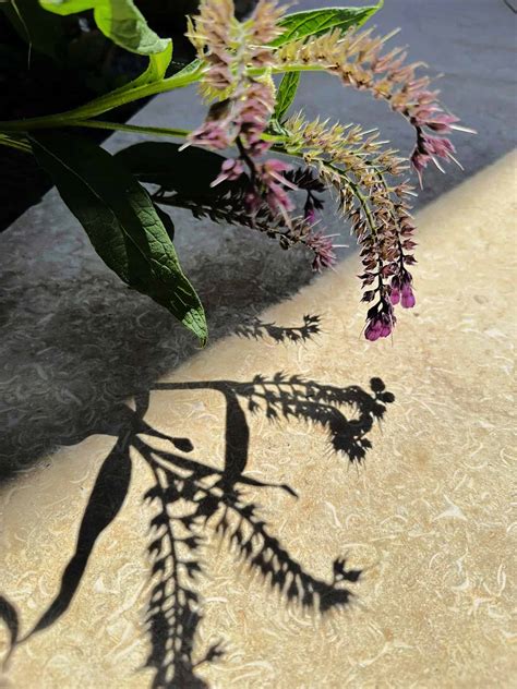 Light & Lacy Shadows - Garden Design Guru