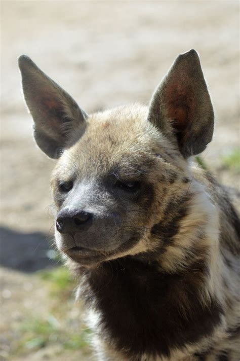 Striped Hyena | Striped hyena, Animals wild, Wild dogs