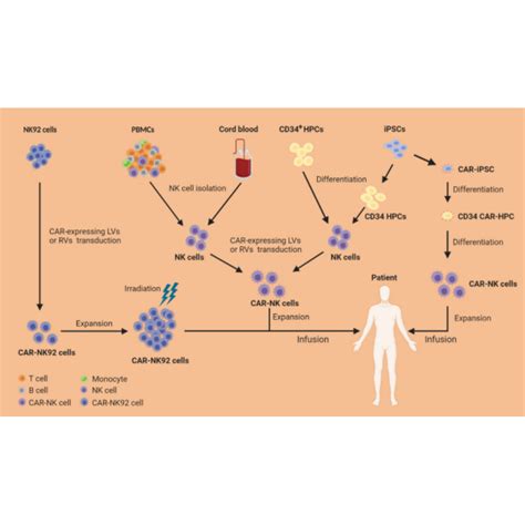 Car Nk Cells A Promising Cellular Immunotherapy For Cancer