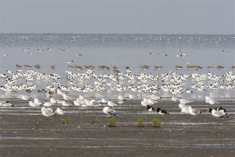 Vogels Op Waddenzee, Birds at Wadden Sea Stock Image - Image of arquata, avocet: 129047673