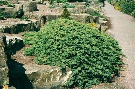 Evergreen Shrubs For Shade Top 17 Choices Plantingtree Shade Shrubs Japanese Garden