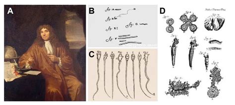 Who Invented the Microscope? History of Microscope - Rs' Science