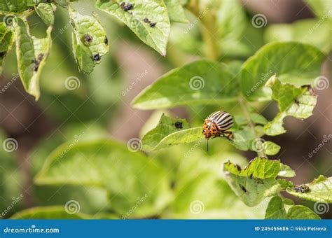 Colorado Potato Beetle A Pest Of Agricultural Crops Stock Photo