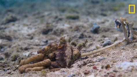 Unusual Octopus Sex Session Captured In Rare And Comical Footage