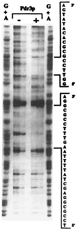 Dnase I Footprint Analysis Reveals Three Pdr Binding Sites On The Snqz