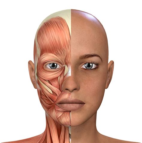 Human Anatomy Face Muscles