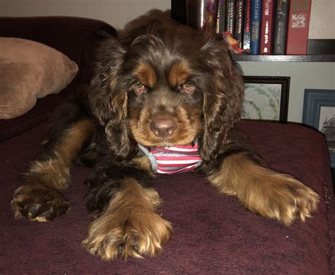 Jasper. Chocolate and tan cocker spaniel. | Puppies, Cocker spaniel, Pets