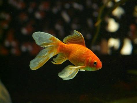 Common Goldfish: Vet-Approved Care Guide, Varieties, Lifespan & More (with Pictures) | Pet Keen