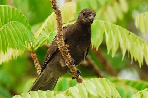 Seychelles black parrot - Alchetron, the free social encyclopedia