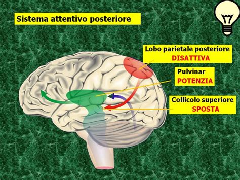 Didattica E Cervello La Neurofisiologia Da Deficit Di Attenzione