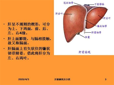 肝脏解剖图详细图 千图网