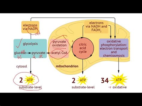 Detailed Cellular Respiration Diagram