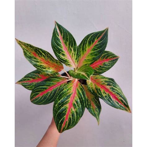 Jual Tanaman Hias Aglaonema Big Roy Aglonema Big Papa Tanaman Hidup