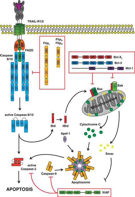 Trail Induced Apoptosis In Type I Cells Disc Activated Caspase Is