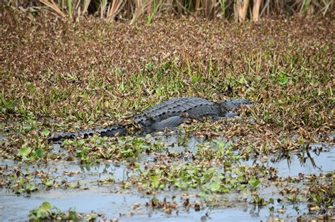 An exciting nature ride on “Lake Apopka Wildlife Drive” - 'Yak Chronicle