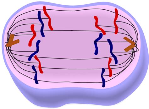 4 Anaphase Diagram Diagram | Quizlet