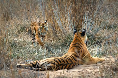 Bandhavgarh Wildlife Photography Tour | UPC Expeditions