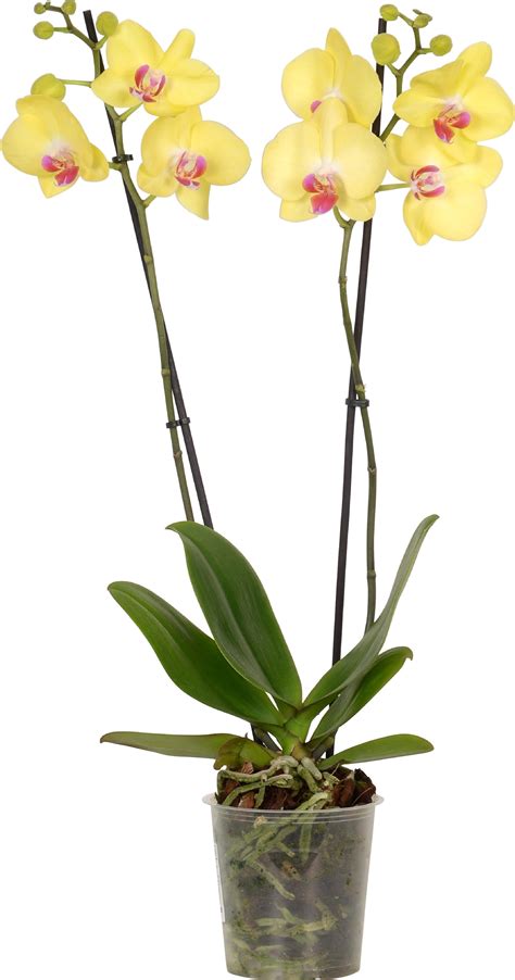 Orchidea Phalaenopsis 2 steli giallo vaso Ø 12 cm OBI