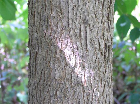 blue ash tree bark - Penney Orlando