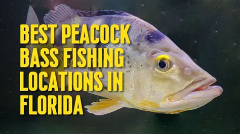 Best Peacock Bass Fishing Locations In Florida The Outdoor Tips