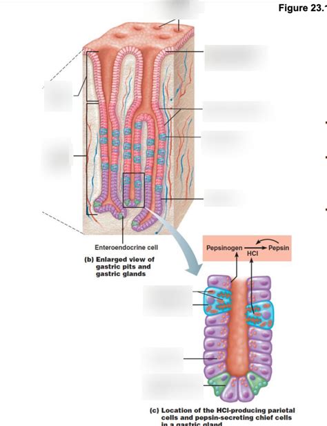 Gastric Cells Diagram Quizlet