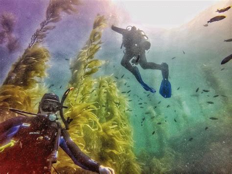 Scuba Diving California S Channel Islands Kelp Forest