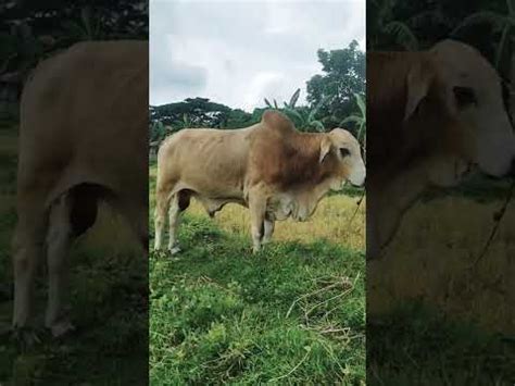 Toro Ang Mataba At Malahing Baka Cow Highbreed Youtube