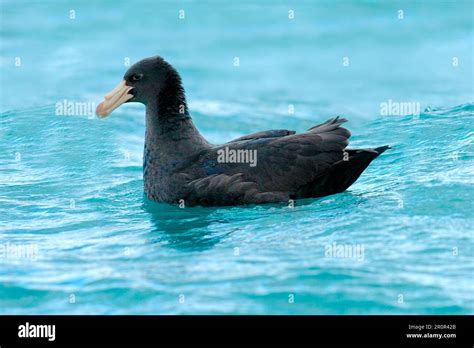 Southern Giant Petrel Southern Giant Petrels Macronectes Giganteus