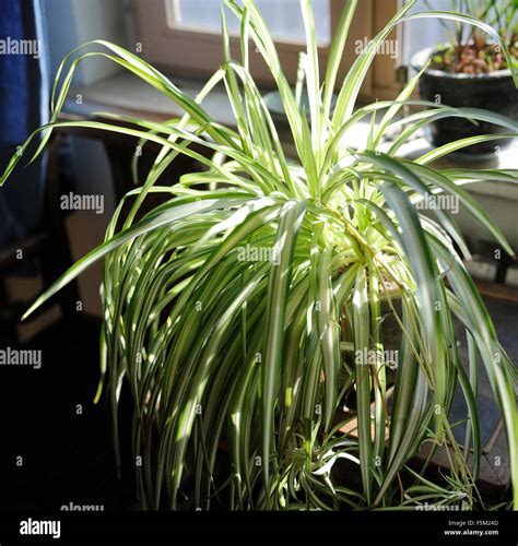 Spider Plant Chlorophytum Comosum Stock Photo Alamy