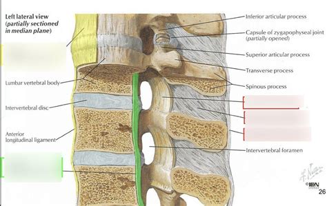 left lateral view ligaments diagram quizlet