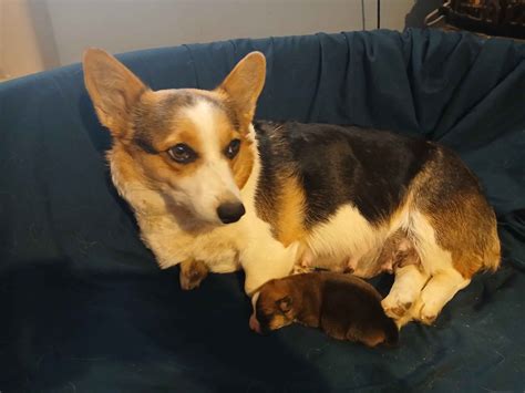 Pembroke Welsh Corgi Puppies For Sale In Virginia