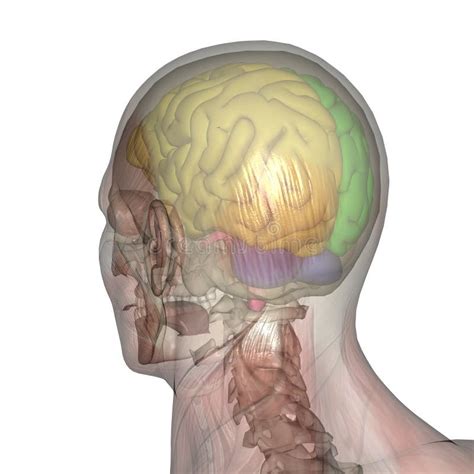 Anatomia Ethmoid Masculina Do Crânio Isolada No Branco Ilustração