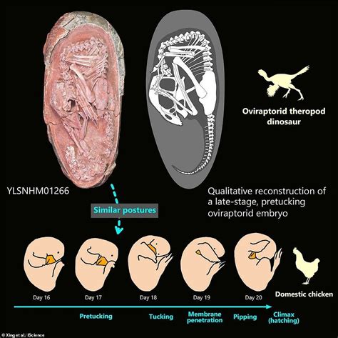 Perfectly Preserved Dinosaur Embryo Found Inside The Fossilized Egg In