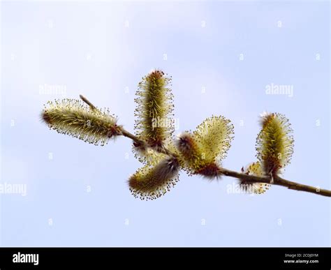 The Flower Of Pussy Willow Stock Photo Alamy