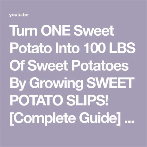 Turn One Sweet Potato Into 100 Lbs Of Sweet Potatoes By Growing Sweet Potato Slips Complete