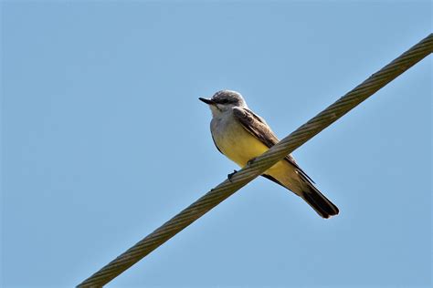 Coastal Delaware Birding Blitz by Tim Schreckengost | Nemesis Bird